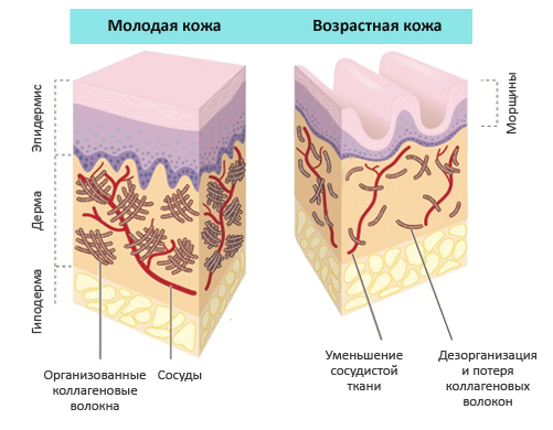 Структура кожи