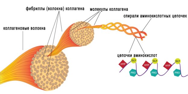 Строение коллагена