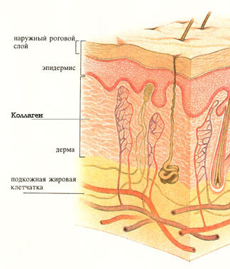 Строение кожи
